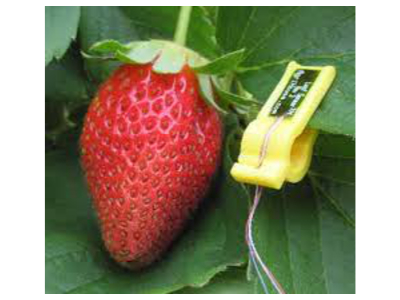 画像:Leaf Sensor | 水分レベル 樹液 流れ 測定 リーフセンサー