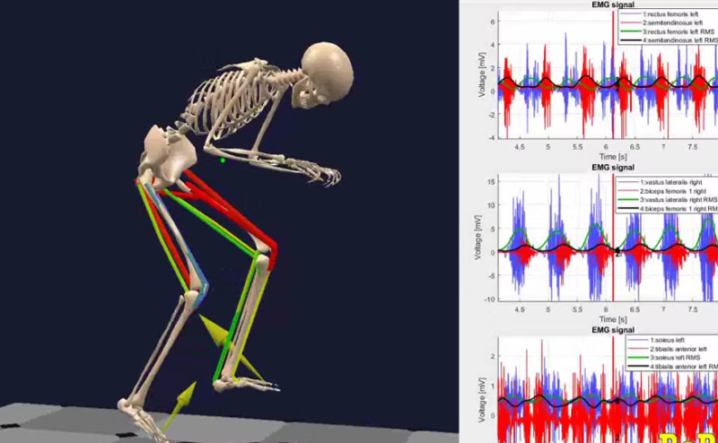 BoB (Biomechanics of Bodies) | 筋骨格モデル バイオメカニカル モデリング