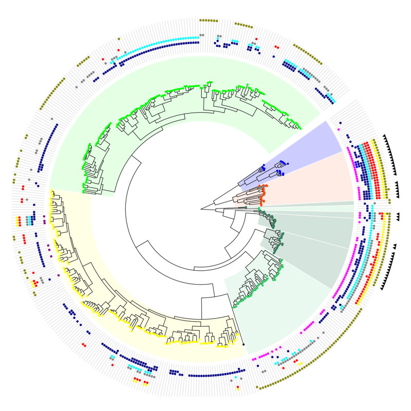 Interactive Tree Of Life (iTOL) | オンライン 使用可能 系統樹 ツール   