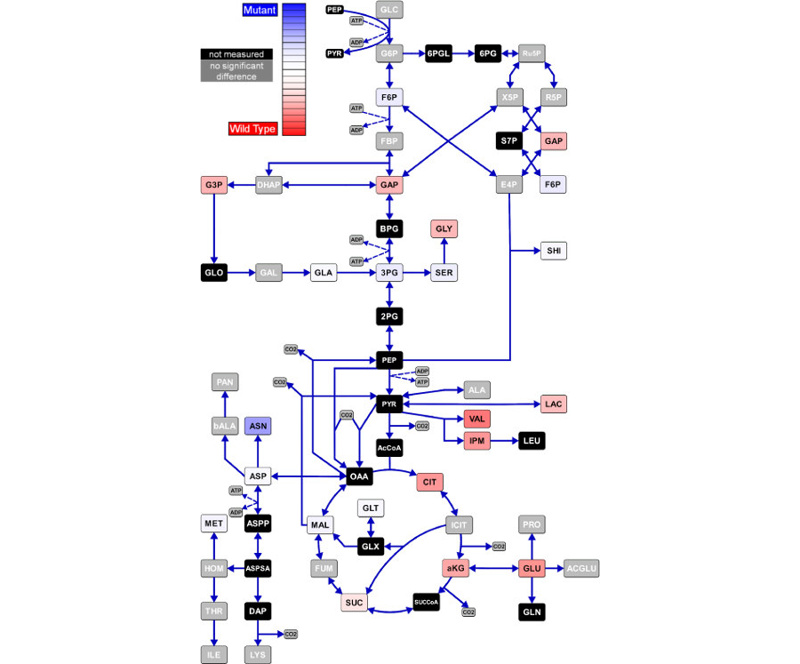 Omix | 代謝経路 モデリング 可視化 ツール